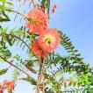 メラレウカ・ヒロックブッシュ 種子 | 赤・オレンジの花を咲かせるメラレウカ | 花木 低木 種子