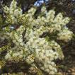 メラレウカ・ブラックペーパーバーク 種子 | クリーム色の花を咲かせるメラレウカ | 花木 低木 種子