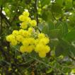 アカシア・ヴェスティータ 種子 | 枝垂れるアカシア | 花木 低木 種子