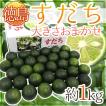 【送料無料】徳島産 ...