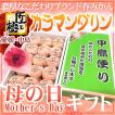 【送料無料】遅れてご...