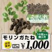 モリンガ 種 25粒 送料無料 観葉植物 奇跡の木　moringa 天然ハーブ  お試し商品 健康食品