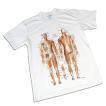 解剖系Ｔシャツ