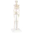人体模型