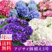 母の日 2018 ギフトラ...