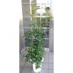 小型観葉植物 シルク...