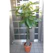 中型観葉植物 パキラ