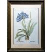 Pealimo ピエール ジョセフ ルドゥーテ ボタニカルアート 植物画 42cm×31cm『Blue African Lily』額装品 花 インテリア 絵画 額 アンティーク クラシック