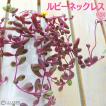 多肉植物 『ルビーネ...