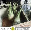 エアプランツ 現品限...