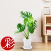 観葉植物 選べる6号 ...