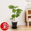 観葉植物 フィカス・...