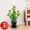 観葉植物 クルシア・...