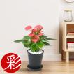 観葉植物 アンスリュ...
