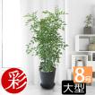 観葉植物 ゲッキツ(...