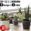 【最大2,000円引クーポン配布中】ミニ 観葉植物 種類 選べる 4デザイン2カラーポット 陶器 ガジュマル ポトス サンスベリア シュガーバイン ホヤ 母の日