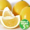 小夏 5kg ご家庭...