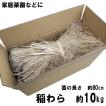 稲藁 稲わら 藁 10kg  長藁 約80cm 敷わら Z-010 肥料 園芸資材 家庭菜園 マルチング材 長わら わら 稲ワラ 長ワラ 敷きワラ 送料無料