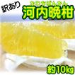 訳あり 愛媛県産 河内...