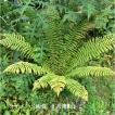 1ポット)オシダ 10.5cmポット苗 山野草/大型シダ植物/雄羊歯/※9