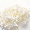 《プリザーブドフラワー》大地農園 花材 アナベル アジサイ オフホワイト 約2輪 白 ホワイト 紫陽花 あじさい