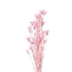 大地農園 ドライフラワー ニゲラオリエンタリス プリンセス ピンク 約30g 花材