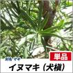 イヌマキ 樹高1.8?2....