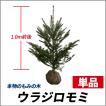 もみの木 (ウラジロモ...