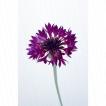 花：ヤグルマギク（紫）