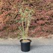 ベニホウオウチク(紅鳳凰竹)の鉢植え : 竹の緑 - 通販 - Yahoo