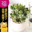 多肉植物 観葉植物 ...