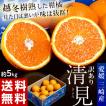 《送料無料》柑橘 愛...