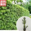 ラカンマキ(45本セッ...