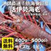 産直 活伊勢海老 冷凍伊勢海老 お選び頂けます 天然 獲れたて イセエビ お刺身 1尾400g〜500gのサイズ 1尾入 贈り物 熨斗紙