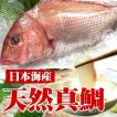 刺身・鮮魚
