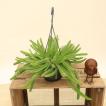 観葉植物 ヒモサボテ...
