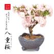 桜盆栽：八重桜(瀬戸焼鉢）*2020年 春 開花予定 お花見 誕生日 祝 旭山桜 ギフト gift  プレゼントにも