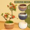 小品盆栽：長寿梅（瀬戸焼小鉢）*鉢が選べる祝い 縁起 gift 誕生日祝 御祝  鉢花 鉢植えプレゼントにも