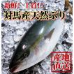 天然ブリ(寒ブリ) 3kg前後1本 長崎産天然鰤 一本釣りの最上級品 (送料無料)(水揚げ時重量により金額加算あり)