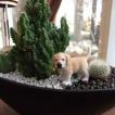 観葉植物ギフト 子犬...