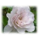 ニューウェーブ 紫のバラ 香りバラ 薔薇 バラ ばら