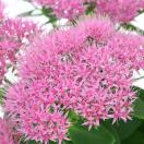 オオベンケイソウの育て方 花の育て方サイト そらるん