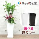 観葉植物 寄せ植え(ユッカ)6号角高陶器鉢 人気 新築祝い お返し インテリア 