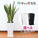 観葉植物 サンスベリア 7号高陶器-角鉢(白黒) 新築祝い 人気 