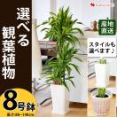 独立、開店祝いに贈る！観葉植物ギフトのおすすめを教えて