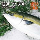 活〆ワラサ 1尾 3kg~3.5...