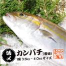 活〆カンパチ 1尾 3.5kg~4...