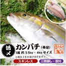 活〆カンパチ 調理済 1尾 3.5...