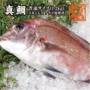 真鯛 捌いてお届けします 1.2...