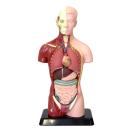 人体模型 27cm 筋肉 骨 内蔵 心臓 肺 胃 肝臓 腸 おもちゃ 人体モデル 全身 体の仕組み 理科 科学 教材 ミニ 室内